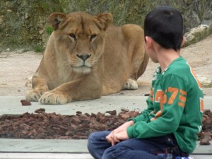安佐動物園のライオン展示場。ライオンに食べられそう。